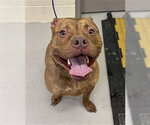 JEFF - Male Mutt Dog for Adoption - Small photo
