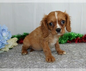 Cavalier King Charles Spaniel Puppy for sale in APPLE CREEK, OH, USA