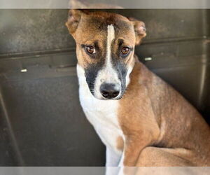 Mutt Dogs for adoption in Tulsa, OK, USA