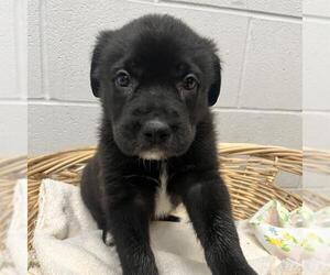 Australian Kelpie-Unknown Mix Dogs for adoption in Rosenberg, TX, USA