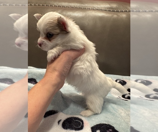 Medium Photo #3 Chihuahua Puppy For Sale in TWINING, MI, USA