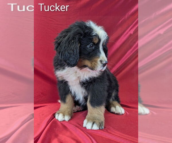 Medium Photo #7 Bernese Mountain Dog Puppy For Sale in CANON CITY, CO, USA