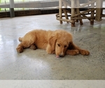 Small Photo #13 Goldendoodle Puppy For Sale in CLARKSVILLE, TX, USA