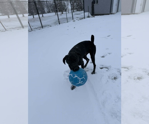 Medium Photo #28 Doberman Pinscher-Great Pyrenees Mix Puppy For Sale in Buffalo, MN, USA