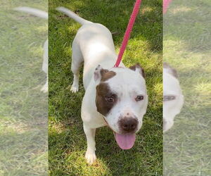 Juno - Female American Staffordshire Terrier-Unknown Mix Dog for Adoption - Photo #12