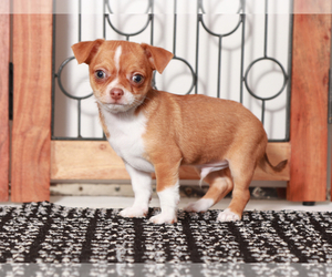 Chihuahua Puppy for sale in NAPLES, FL, USA