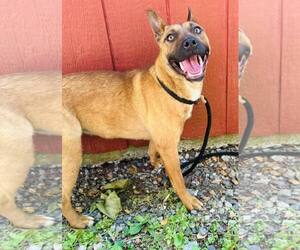 Mutt Dogs for adoption in Clarkesville, GA, USA