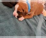 Small Photo #3 Boxer Puppy For Sale in NOKOMIS, FL, USA