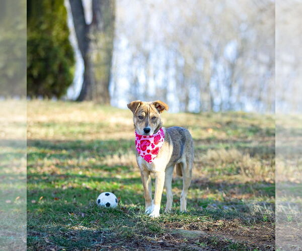 Medium Photo #9 Mutt Puppy For Sale in Unionville, PA, USA