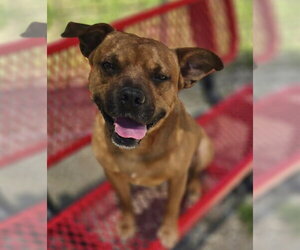 Mutt Dogs for adoption in Crandall, GA, USA