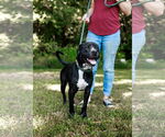 Small #2 American Pit Bull Terrier Mix