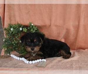 Yorkshire Terrier Puppy for Sale in BALTIC, Ohio USA