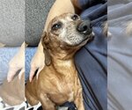 Small Photo #2 Dachshund-Unknown Mix Puppy For Sale in Charlottesville, VA, USA