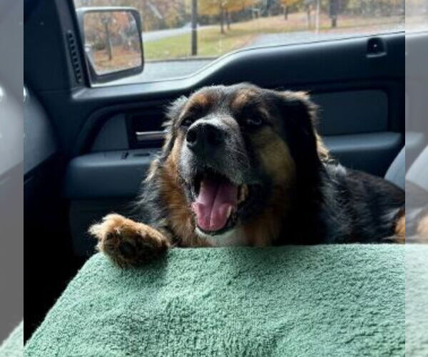 Medium Photo #3 Border Collie-Unknown Mix Puppy For Sale in Westminster, MD, USA