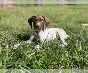 German Shorthaired Pointer Puppy for sale in HAMPTON, VA, USA