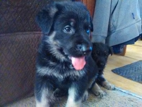 Medium Photo #1 German Shepherd Dog Puppy For Sale in EAST CHICAGO, IN, USA