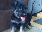 Small Photo #1 German Shepherd Dog Puppy For Sale in EAST CHICAGO, IN, USA