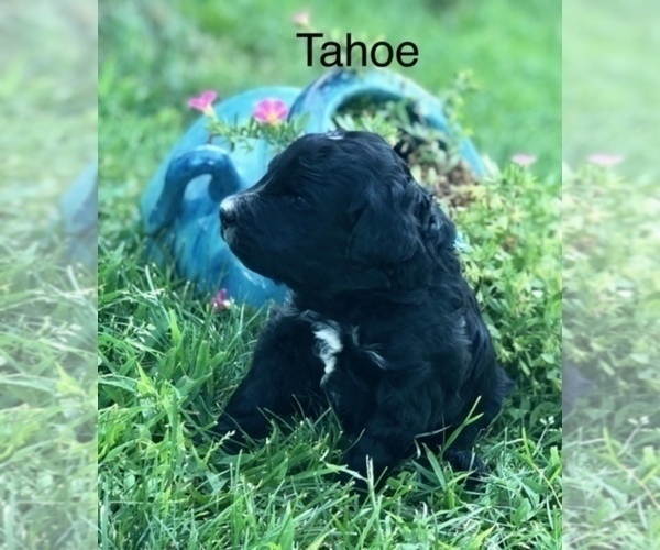 Medium Photo #20 Bernedoodle Puppy For Sale in BRYANT, IA, USA