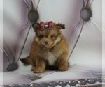 Small #1 Pom-A-Poo-Poodle (Toy) Mix