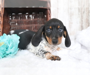 Dachshund Puppy for sale in SHILOH, OH, USA