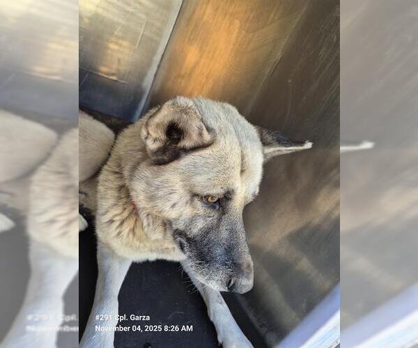 Medium Photo #1 German Shepherd Dog Puppy For Sale in San Antonio, TX, USA