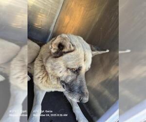 German Shepherd Dog Dogs for adoption in San Antonio, TX, USA