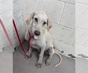 Labrador Retriever-Unknown Mix Dogs for adoption in San Bernardino, CA, USA