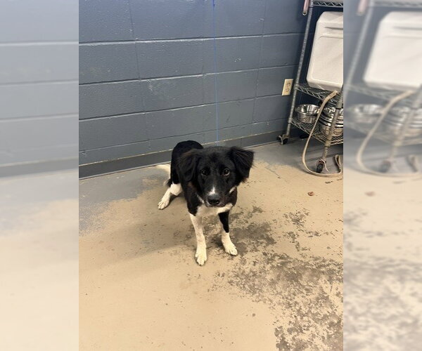 Medium Photo #1 Border Collie-Unknown Mix Puppy For Sale in Tallahassee, FL, USA