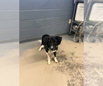 Small Border Collie Mix