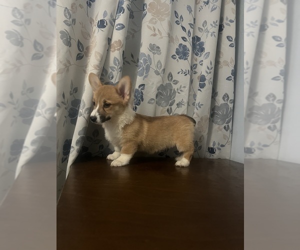Medium Photo #60 Pembroke Welsh Corgi Puppy For Sale in DURHAM, CT, USA