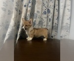 Small #59 Pembroke Welsh Corgi