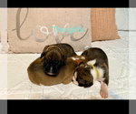 Small #8 Boxer