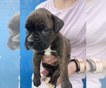 Small Photo #12 Boxer Puppy For Sale in LINTON, IN, USA