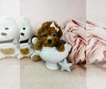 Small Photo #35 Poodle (Toy) Puppy For Sale in FORT LAUDERDALE, FL, USA