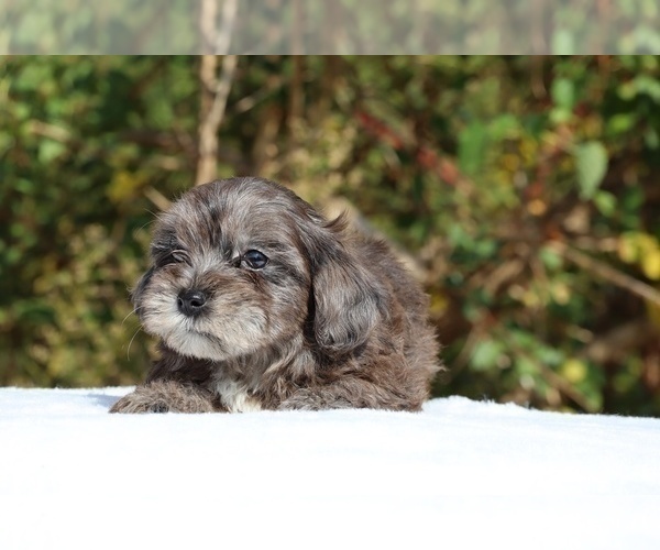 Medium Photo #45 ShihPoo Puppy For Sale in DYERSBURG, TN, USA