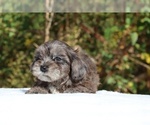 Small #44 ShihPoo