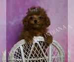 Small Photo #81 Poodle (Miniature) Puppy For Sale in WARSAW, IN, USA