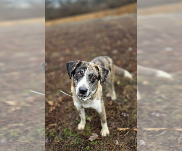 Medium Photo #2 Catahoula Leopard Dog-Golden Retriever Mix Puppy For Sale in Aurora, IN, USA