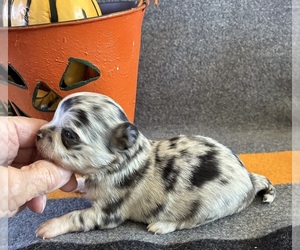Chihuahua Puppy for sale in NEWVILLE, PA, USA