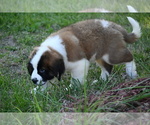 Small Photo #3 Saint Bernard Puppy For Sale in AVALON, MO, USA