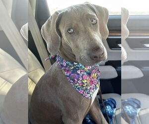 Labmaraner Dogs for adoption in St. Louis Park, MN, USA