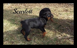 Rottweiler Puppy for sale in DAYTON, OH, USA