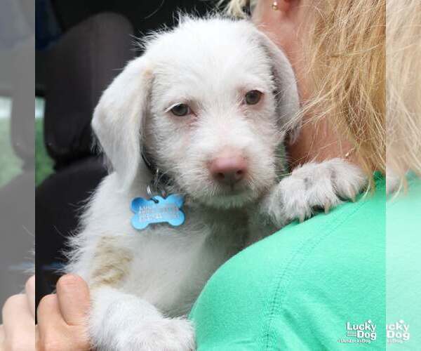 Medium Photo #3 Mutt Puppy For Sale in Washington, DC, USA