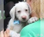 Small #2 Mutt