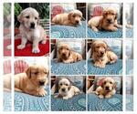 Small Photo #1 Golden Retriever Puppy For Sale in MADERA, CA, USA