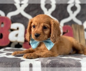 Golden Retriever Puppy for sale in LANCASTER, PA, USA