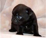 Small #11 Pug