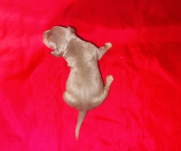 Medium Photo #29 American Bully Puppy For Sale in TRENTON, NJ, USA
