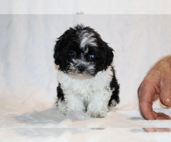Medium Photo #19 ShihPoo Puppy For Sale in DYERSBURG, TN, USA