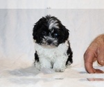 Small #18 ShihPoo